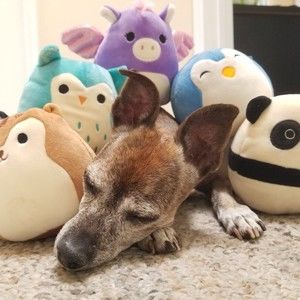 Meet your Posher, Diana